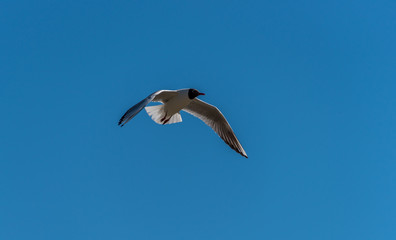 Fototapeta na wymiar Black Headed Seagull Flying in a Clear Blue Sky