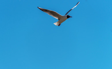 Black Headed Seagull Flying in a Clear Blue Sky