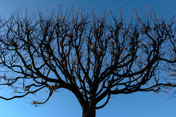 garden tree with a rectangular crown without leaves