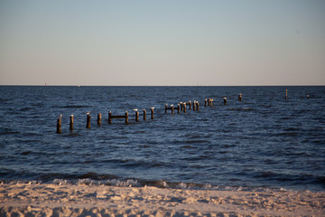 Seagulls on pier