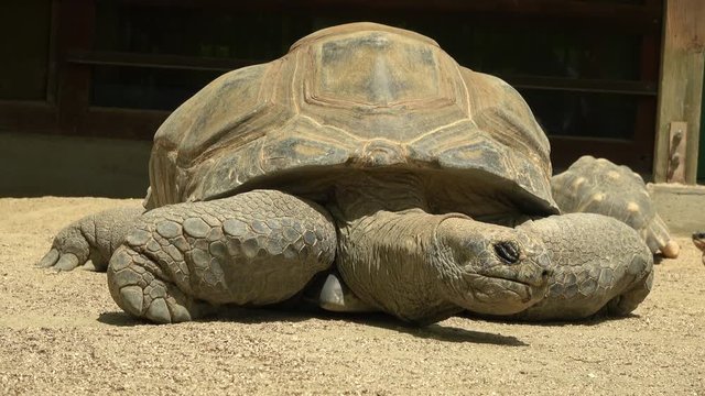 アルダブラゾウガメ、カメ / The Aldabra giant tortoise, Aldabrachelys gigantea, sunbathing on the ground, 4K