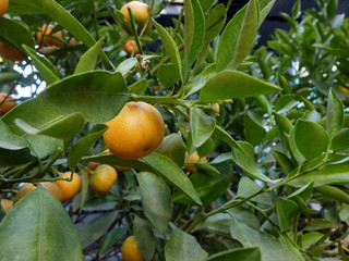 Kumquat fruits on the tree. Citrus japonica