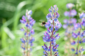 bumblebee on a flower (lupine) in a field in summer 