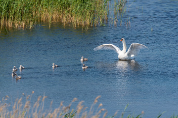 Swan with Babies in a Lake in a Wetland in Latvia