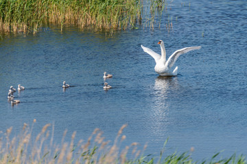 Swan with Babies in a Lake in a Wetland in Latvia