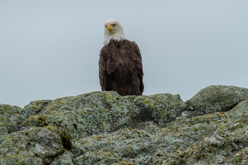 Pygargue d'Alaska