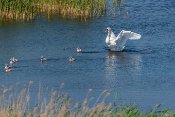 Swan with Babies in a Lake in a Wetland in Latvia