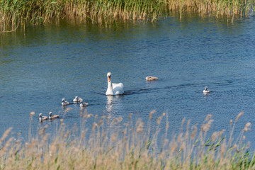 Swan with Babies in a Lake in a Wetland in Latvia