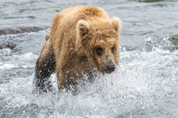 Grizzly d'Alaska dans le parc de Katmai