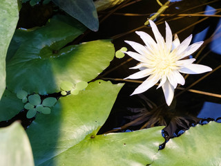 Hairy water lily Nymphaea pubescens flower in the greenhouse