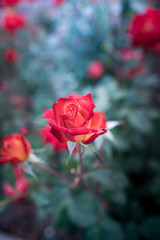 薔薇