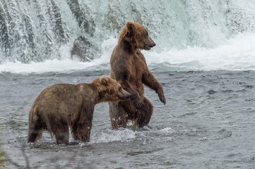 Grizzly d'Alaska dans le parc de Katmai