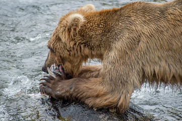 Grizzly d'Alaska dans le parc de Katmai