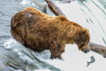 Grizzly d'Alaska dans le parc de Katmai