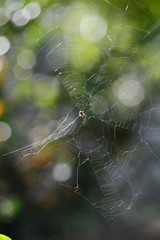 Close-up of a Sprider Web, Nature, Macro