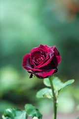 薔薇
