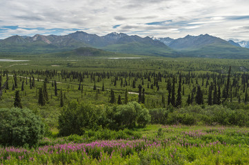Fototapeta na wymiar Paysage d'Alaska