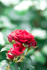 薔薇