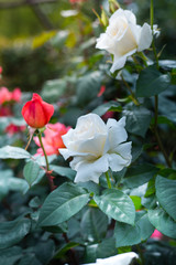 Fototapeta premium 薔薇