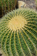Kaktus Makro