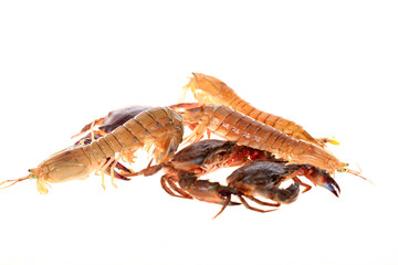 Mantis shrimp and  crabs