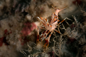 Spiny tiger shrimp  (Phyllognathia ceratophthalma). Picture was taken in Ambon, Indonesia