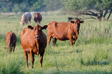 Kühe auf einer Weide im Biosphärenreservat Spreewald