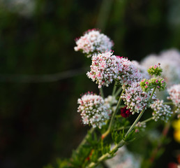 White tiny flower clusters