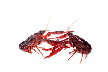 Crayfish