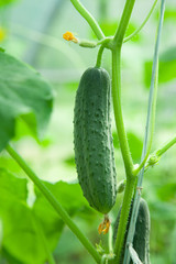 Cucumber grows in a greenhouse, close-up