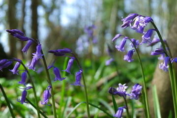 bluebell wood