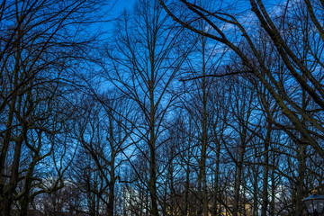 Den Haag, Netherlands, , LOW ANGLE VIEW OF BARE TREES AGAINST SKY