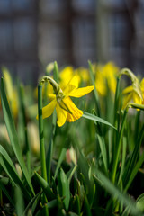 Den Haag, Netherlands, , a yellow flower in the grass