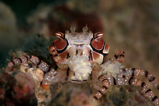 Boxer crab (Lybia tessellata).  Underwater macro picture from diving in Ambon, Indonesia