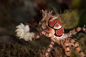 Boxer crab (Lybia tessellata).  Underwater macro picture from diving in Ambon, Indonesia © Oksana