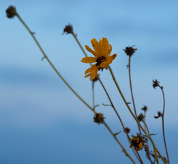 little yellow flower under sunset