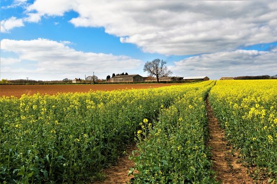 Follow the yellow flower road, Sprotbrough Farmland, Doncaster