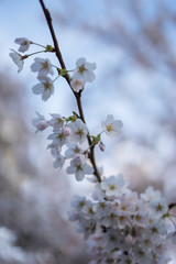 Den Haag, Netherlands, , a close up of a flower
