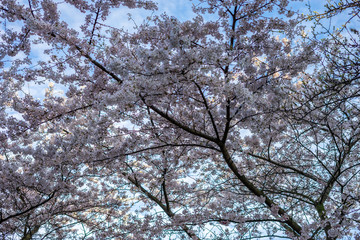 Den Haag, Netherlands, , LOW ANGLE VIEW OF CHERRY BLOSSOMS AGAINST SKY