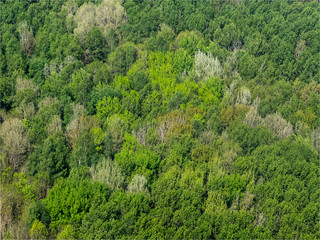 Fototapeta na wymiar vue aérienne de forêt à Frémanville dans le Val d'Oise en France