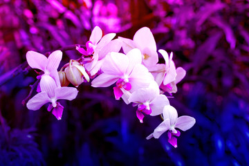 Neon toned orchid flowers Background