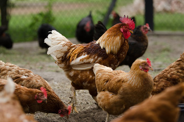 Hahn mit Hennen auf Bauernhof mit traditioneller Haltung