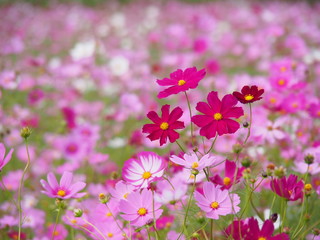 一面のコスモス畑
