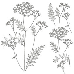 Tansy or daisy flower. Botanical illustration. Good for cosmetics, medicine, treating, aromatherapy, nursing, package design, field bouquet. Hand drawn wild hay flowers.