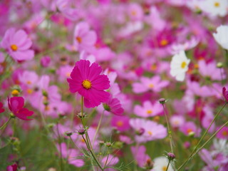 一面のコスモス畑