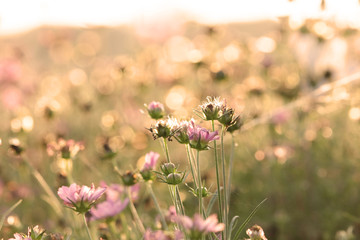 Cosmos flowers in the field with sepia color daylight color in evening time background