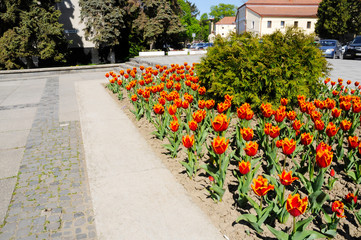 beautiful flowerbed of colorful tulips on a sunny day outdoors