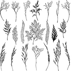 Vector set with hand drawn different herbs. Black on white. line art. Linear. Monochrom . Elements for design.