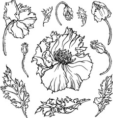 Vector set with hand drawn poppies. Flowers. buds, leaves. Line art. Linear monochrom, black on white.
