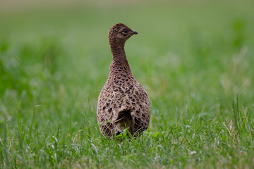 Weiblicher Fasan auf Waldlichtung im Biosphärenreservat Spreewald